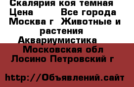 Скалярия коя темная › Цена ­ 50 - Все города, Москва г. Животные и растения » Аквариумистика   . Московская обл.,Лосино-Петровский г.